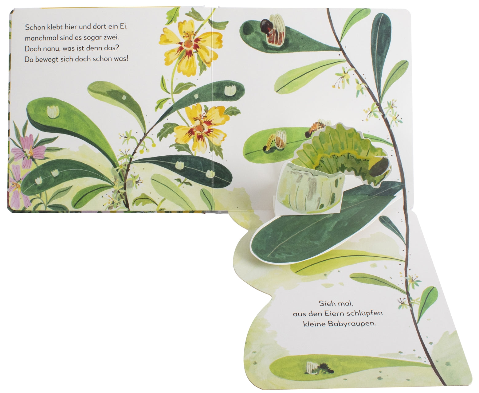 Mein Pop-up-Buch zum Staunen. Wo kommst du her, kleiner Schmetterling?