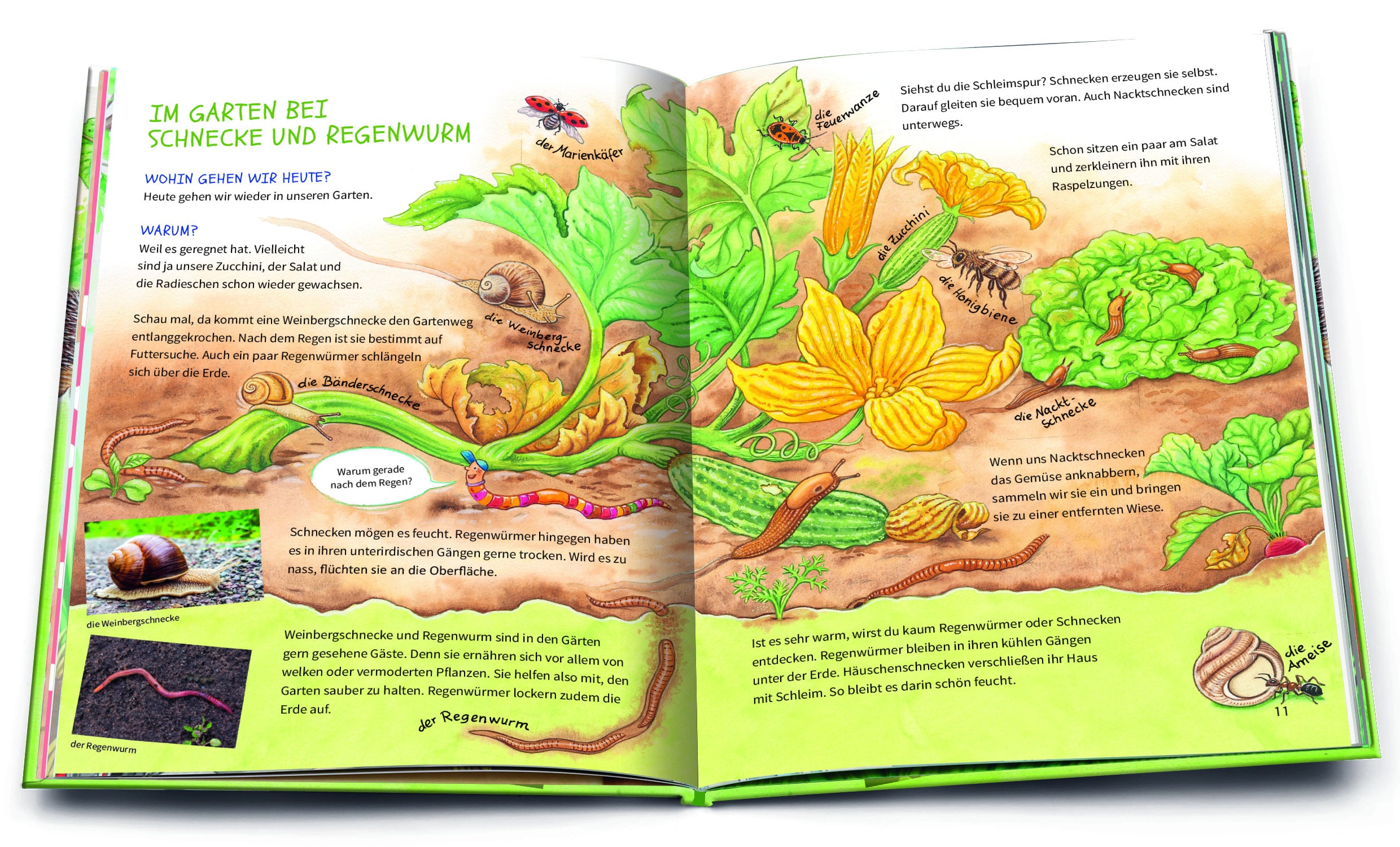 Arena Verlag GmbH 9783401719016 Geh hinaus und entdecke … Die Tiere in deiner Umgebung (3)