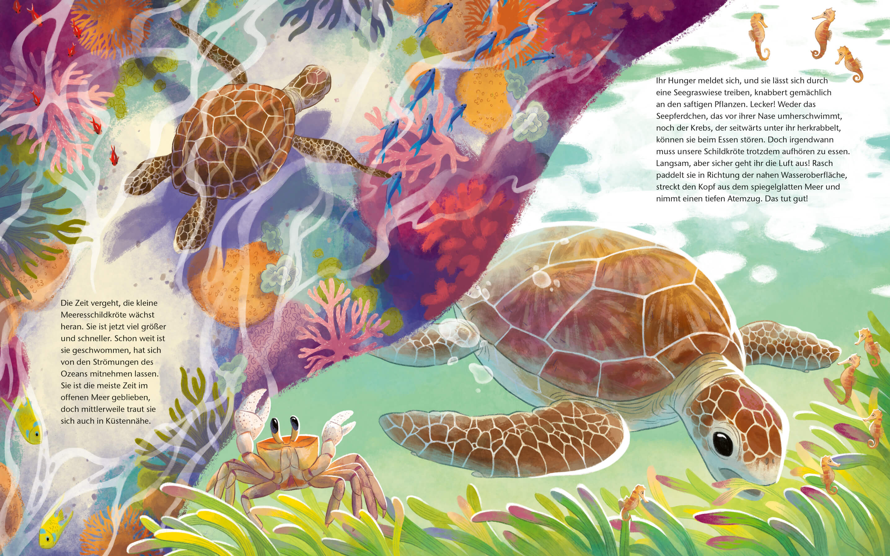 Die kleine Schildkröte - Zu Hause im Meer Bilderbuch mit erstem Sachwissen für Kinder ab 4 J Kristina Scharmacher-Schreib...