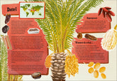 Weißt du, wo der Pfeffer wächst? – Erstaunliches Wissen von Ananas bis Zimt Jonna Struwe 9783423765909 dtv Verlagsgesells...