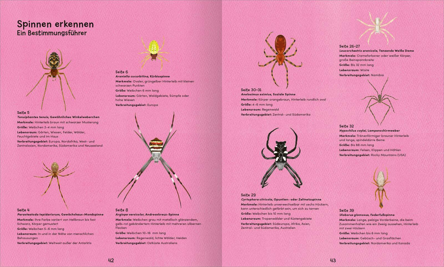 Wunderwelt der Spinnennetze Jan Beccaloni 9783845865515 ArsEdition GmbH (5)