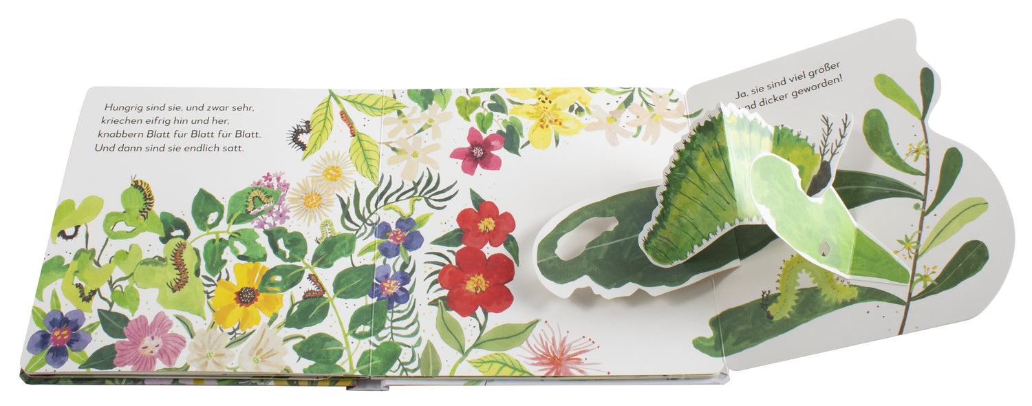 Mein Pop-up-Buch zum Staunen. Wo kommst du her, kleiner Schmetterling?