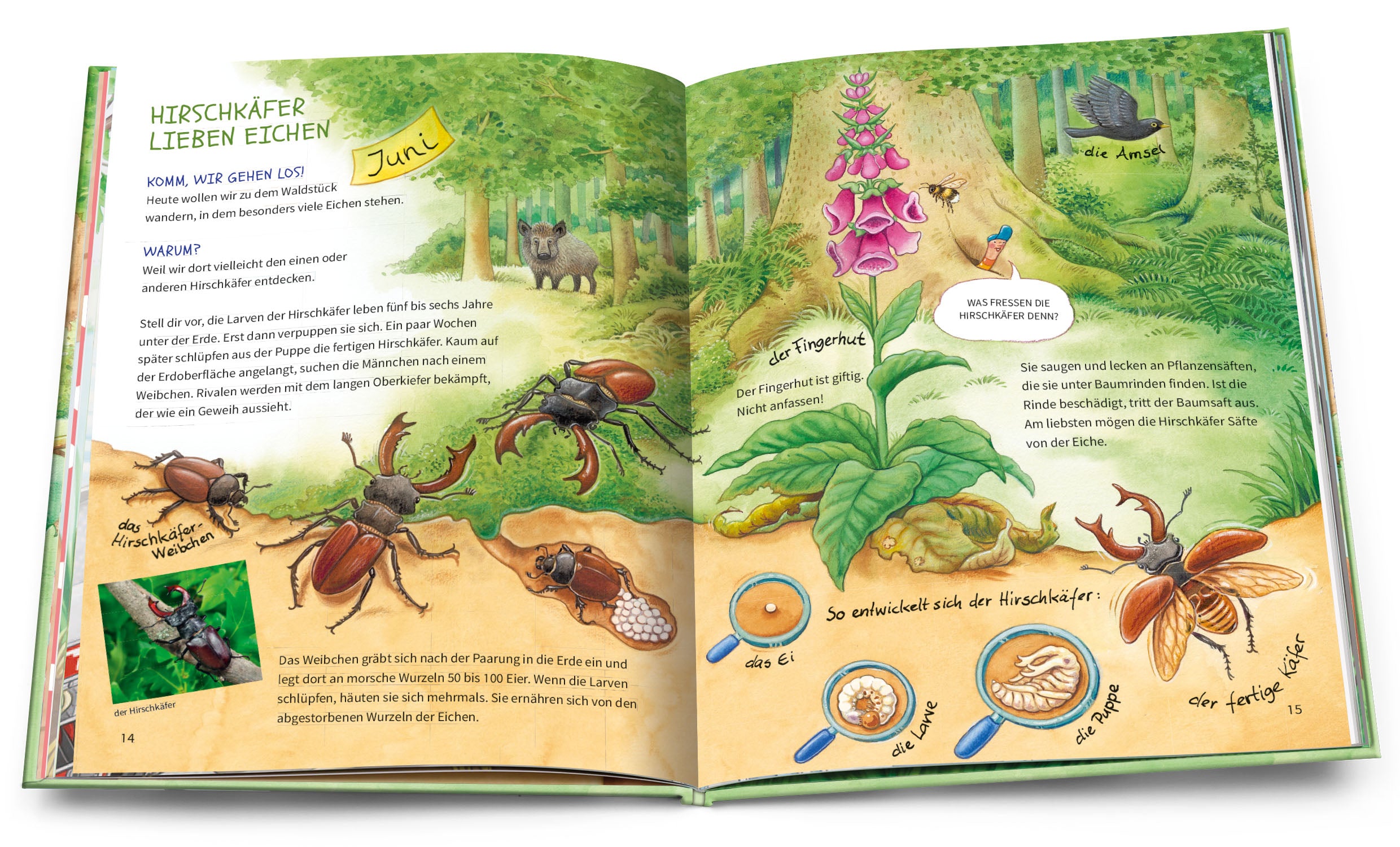 Arena Verlag GmbH 9783401719979 Geh hinaus und entdecke. Tiere und Pflanzen beim Waldspaziergang (3)