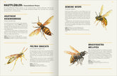 ArsEdition  978-3-8458-5753-4 Das große Lexikon der Insekten (3)