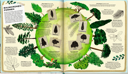 Coppenrath Verlag GmbH &amp; Co. KG 9783649647270 Die geheime Welt der Bäume Ein Sachbilderbuch (4)