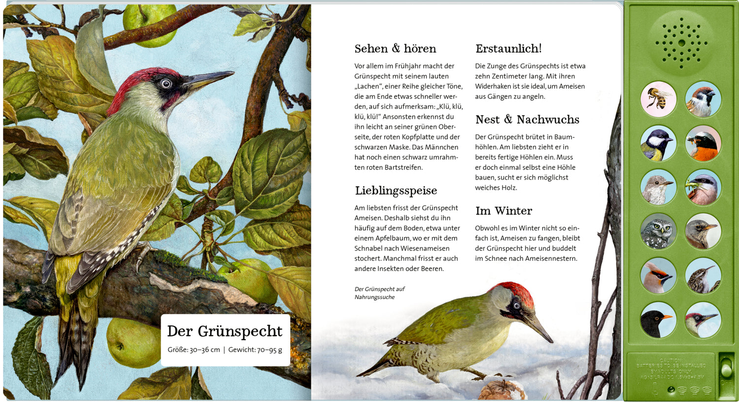 Coppenrath Verlag GmbH &amp; Co. KG 9783649647942 Was singt und summt im Apfelbaum? Mit 12 echten Tierstimmen (5)