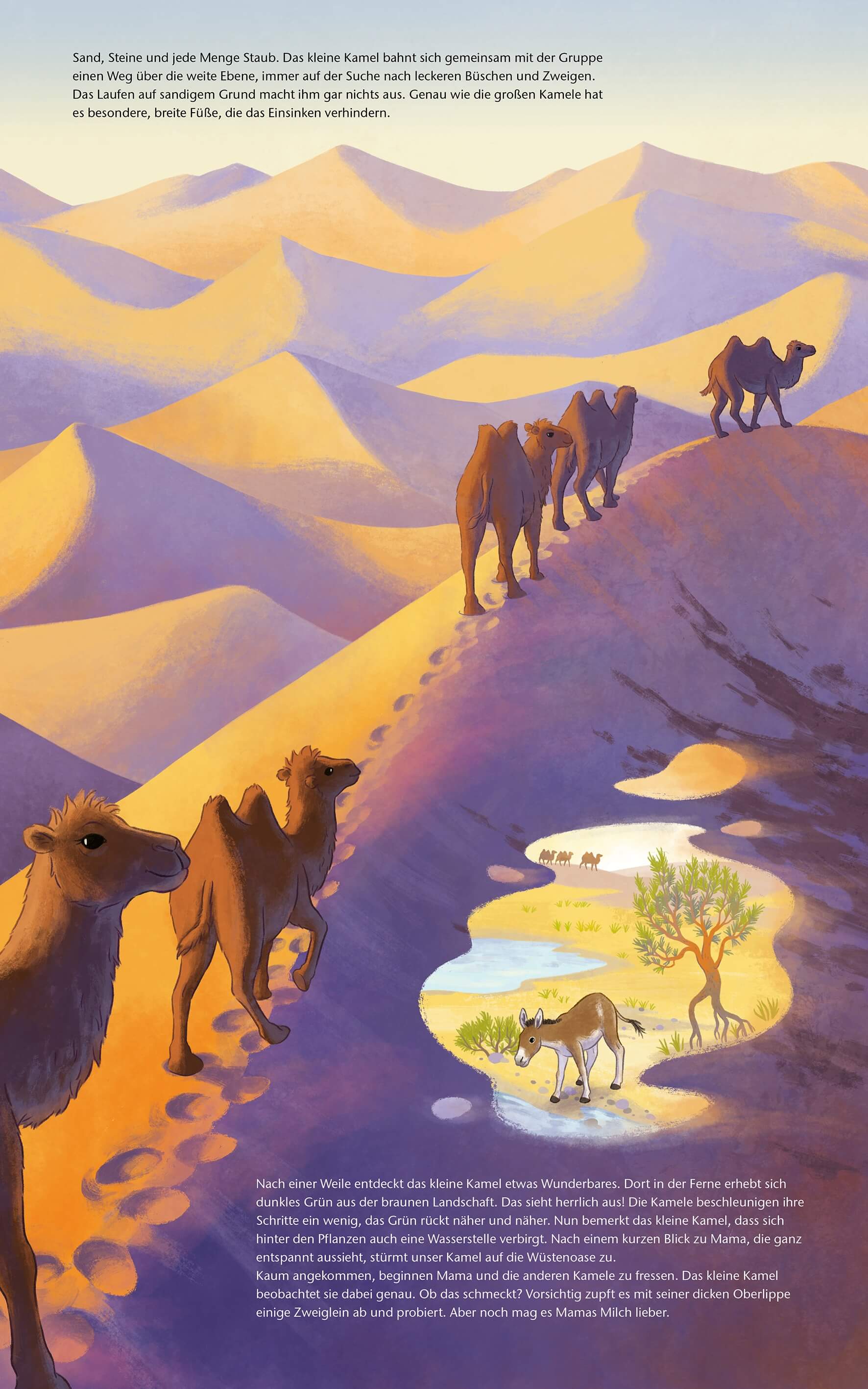  Das kleine Kamel - Zu Hause in der Wüste Bilderbuch mit erstem Sachwissen für Kinder ab 4 J Kristina Scharmacher-Schreibe...