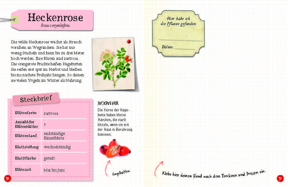  Flora &amp; Leo. Mein erstes Herbarium Christine Schreier 9783968080093 Sophie Verlag GmbH (11)