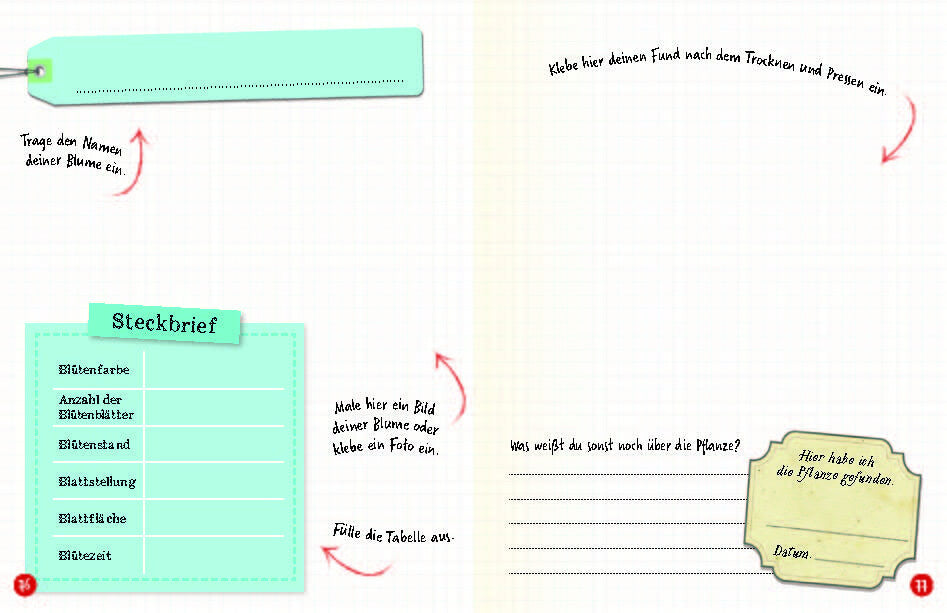  Flora &amp; Leo. Mein erstes Herbarium Christine Schreier 9783968080093 Sophie Verlag GmbH (14)