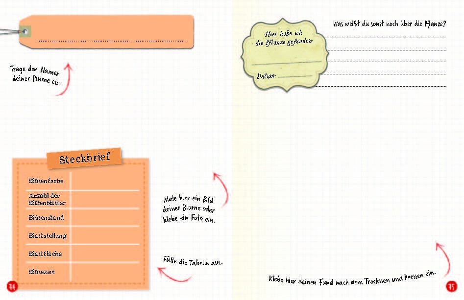  Flora &amp; Leo. Mein erstes Herbarium Christine Schreier 9783968080093 Sophie Verlag GmbH (17)