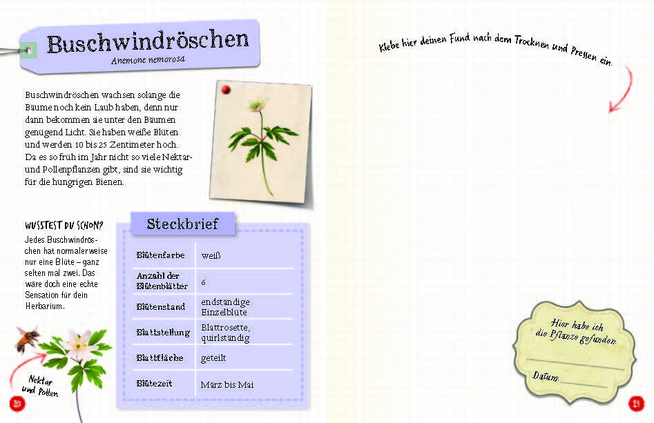  Flora &amp; Leo. Mein erstes Herbarium Christine Schreier 9783968080093 Sophie Verlag GmbH (4)