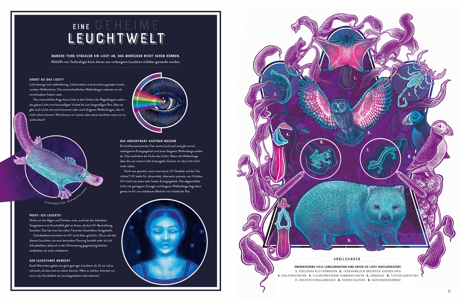  Glow – Das wundersame Leuchten der Natur Das Phänomen der Biolumineszenz mit wunderschönen  Jennifer N.R. Smith 978357018...